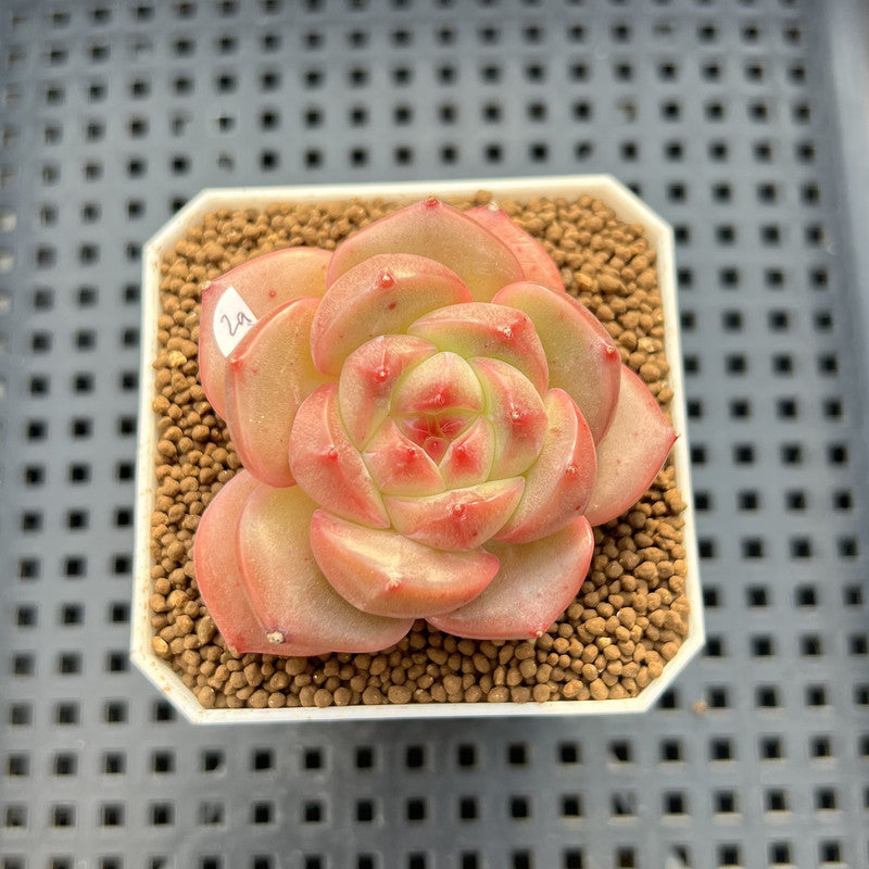 Echeveria 'Orange Q' 2" Succulent Plant Cutting