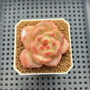 Echeveria 'Orange Q' 2" Succulent Plant Cutting