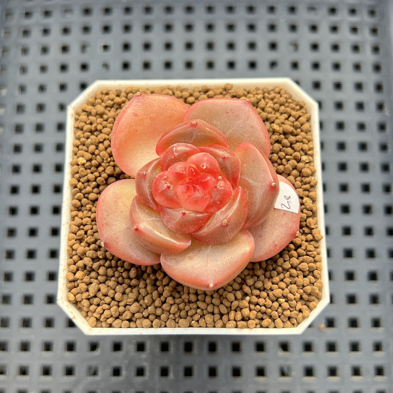 Echeveria 'Orange Q' 2" Succulent Plant Cutting
