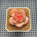 Echeveria 'Orange Q' 2" Succulent Plant Cutting