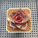 Echeveria 'Glowing Rose' 2" Succulent Plant Cutting