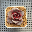 Echeveria 'Glowing Rose' 2" Succulent Plant Cutting
