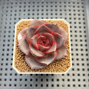 Echeveria 'Glowing Rose' 2" Succulent Plant Cutting