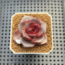 Echeveria 'Glowing Rose' 2" Succulent Plant Cutting