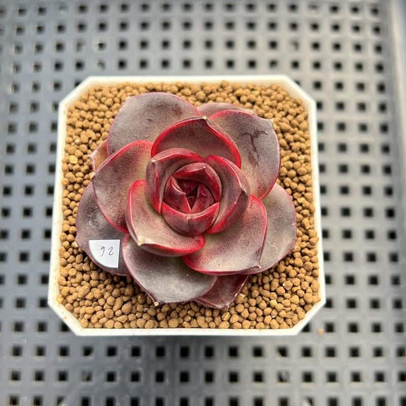 Echeveria 'Glowing Rose' 2" Succulent Plant Cutting
