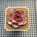 Echeveria 'Glowing Rose' 2" Succulent Plant Cutting