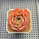 Echeveria 'Butterfly Puff' 2" Succulent Plant Cutting
