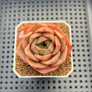 Echeveria 'Butterfly Puff' 2" Succulent Plant Cutting