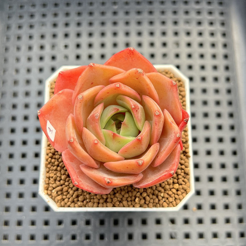 Echeveria 'Butterfly Puff' 2" Succulent Plant Cutting