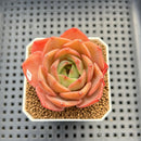 Echeveria 'Butterfly Puff' 2" Succulent Plant Cutting
