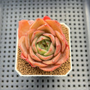 Echeveria 'Butterfly Puff' 2" Succulent Plant Cutting
