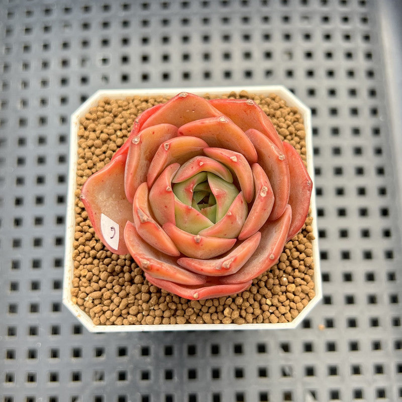 Echeveria 'Butterfly Puff' 2" Succulent Plant Cutting