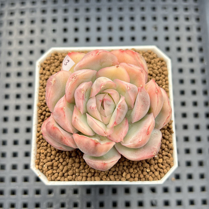 Echeveria 'Strawberry Cake' Variegated 2" Succulent Plant Cutting