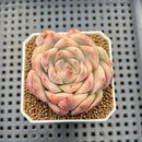 Echeveria 'Strawberry Cake' Variegated 2" Succulent Plant Cutting