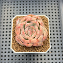 Echeveria 'Strawberry Cake' Variegated 2" Succulent Plant Cutting