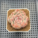 Echeveria 'Strawberry Cake' Variegated 2" Succulent Plant Cutting