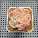 Echeveria 'Strawberry Cake' Variegated 2" Succulent Plant Cutting