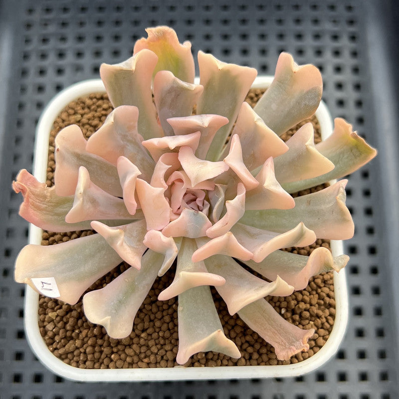 Echeveria 'Saffron' Variegated 3"-4" Succulent Plant