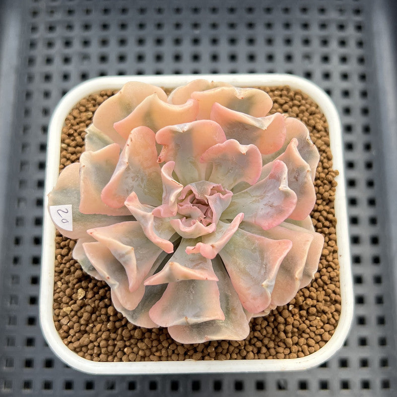 Echeveria 'Saffron' Variegated 3"-4" Succulent Plant
