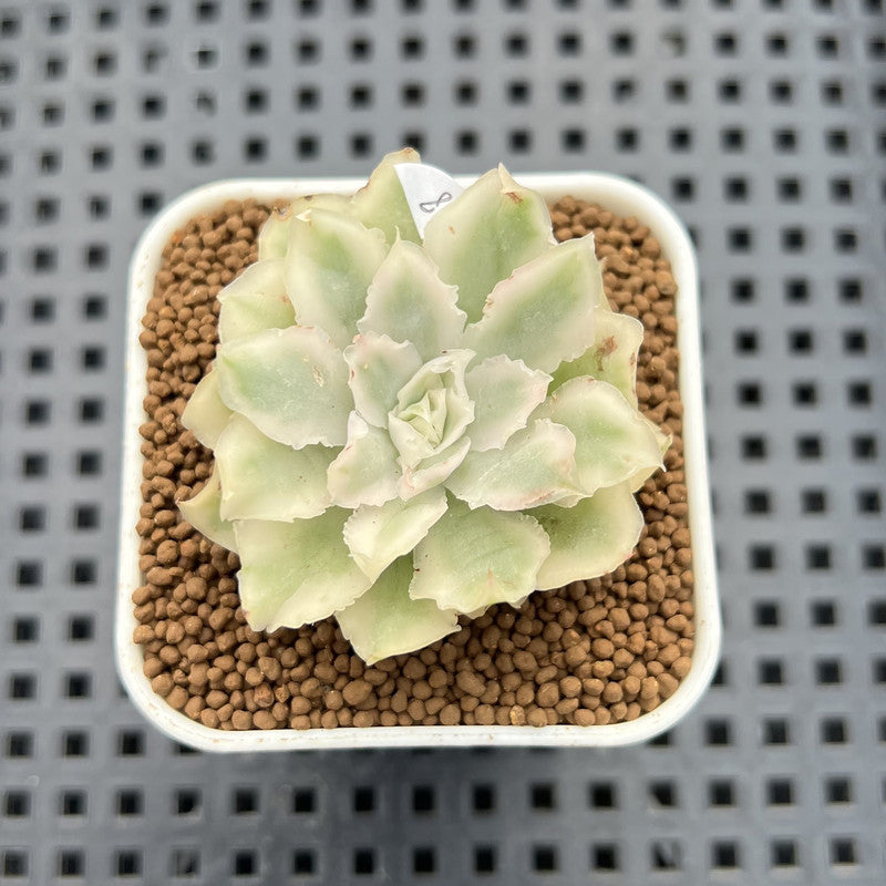 Echeveria 'White Princess' Variegated 2" Succulent Plant Cutting