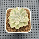 Echeveria 'White Princess' Variegated 2" Succulent Plant Cutting