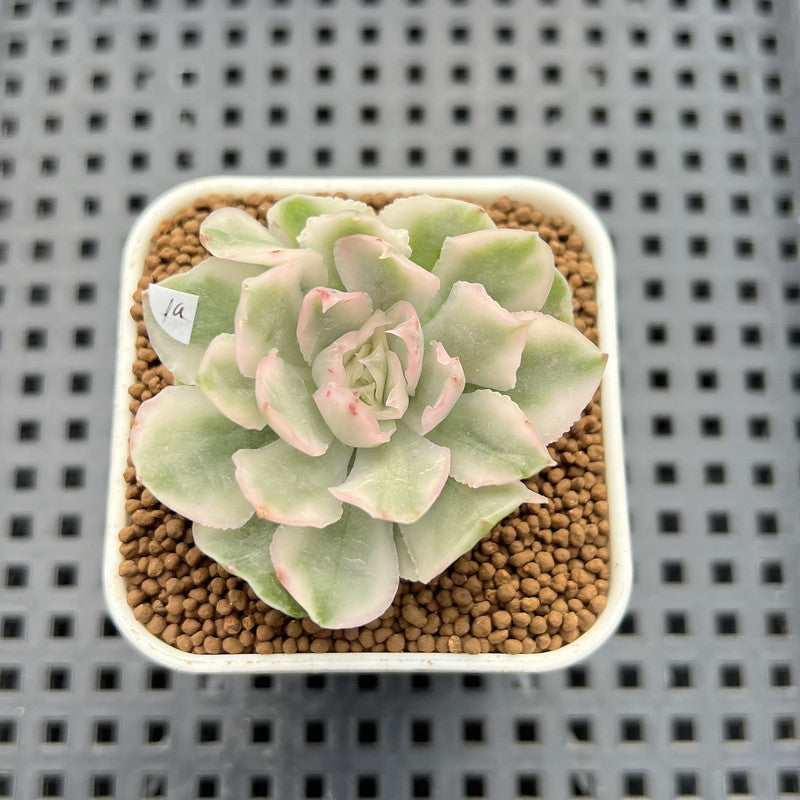 Echeveria 'White Princess' Variegated 2" Succulent Plant Cutting