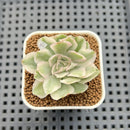 Echeveria 'White Princess' Variegated 2" Succulent Plant Cutting