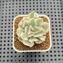 Echeveria 'White Princess' Variegated 2" Succulent Plant Cutting