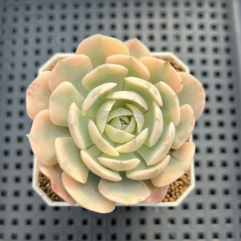 Echeveria Runyonii Variegated (Aka Echeveria 'Akaihosi' Variegated) 2" Succulent Plant