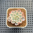 Echeveria 'Peaches & Cream' Variegated 1" Succulent Plant Cutting