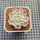 Echeveria 'Peaches & Cream' Variegated 1" Succulent Plant Cutting