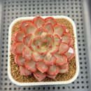 Echeveria 'Dai Yu' 3" Succulent Plant Cutting