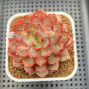 Echeveria 'Dai Yu' 3" Succulent Plant Cutting