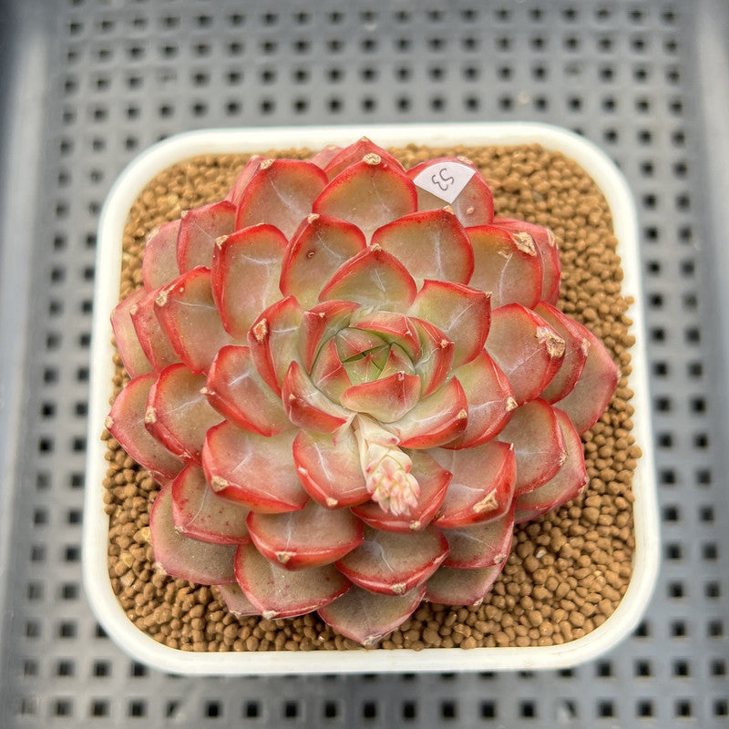Echeveria 'Dai Yu' 3" Succulent Plant Cutting
