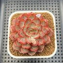 Echeveria 'Dai Yu' 3" Succulent Plant Cutting