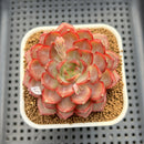 Echeveria 'Dai Yu' 3" Succulent Plant Cutting