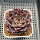 Echeveria 'Mysterious Night' 3" Succulent Plant Cutting
