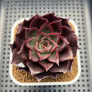 Echeveria 'Mysterious Night' 3" Succulent Plant Cutting