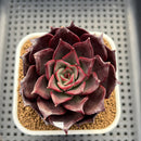 Echeveria 'Mysterious Night' 3" Succulent Plant Cutting