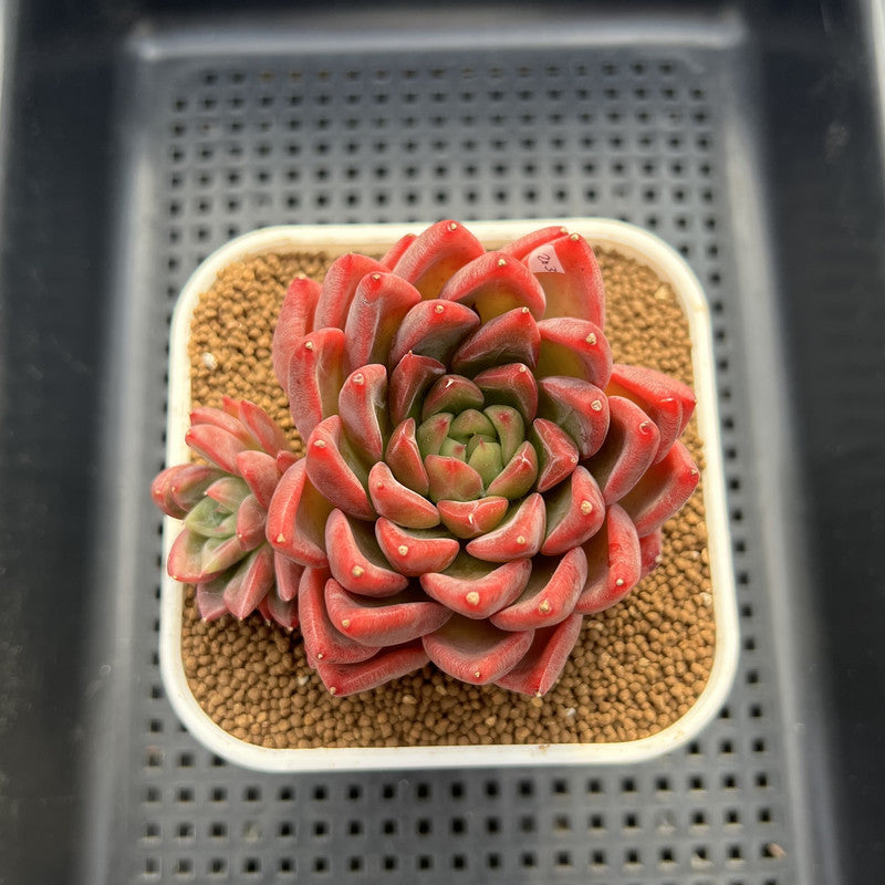 Echeveria 'Red Lotus Terrace' 3" Succulent Plant Cutting
