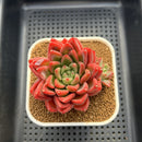 Echeveria 'Red Lotus Terrace' 3" Succulent Plant Cutting