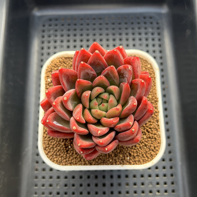 Echeveria 'Red Lotus Terrace' 3" Succulent Plant Cutting