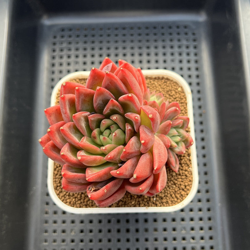 Echeveria 'Red Lotus Terrace' 3" Succulent Plant Cutting