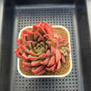 Echeveria 'Red Lotus Terrace' 3" Succulent Plant Cutting