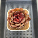 Echeveria 'Prince Starry Night' 3" Succulent Plant Cutting
