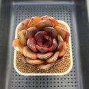 Echeveria 'Prince Starry Night' 3" Succulent Plant Cutting