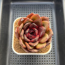 Echeveria 'Prince Starry Night' 3" Succulent Plant Cutting