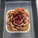 Echeveria 'Prince Starry Night' 3" Succulent Plant Cutting