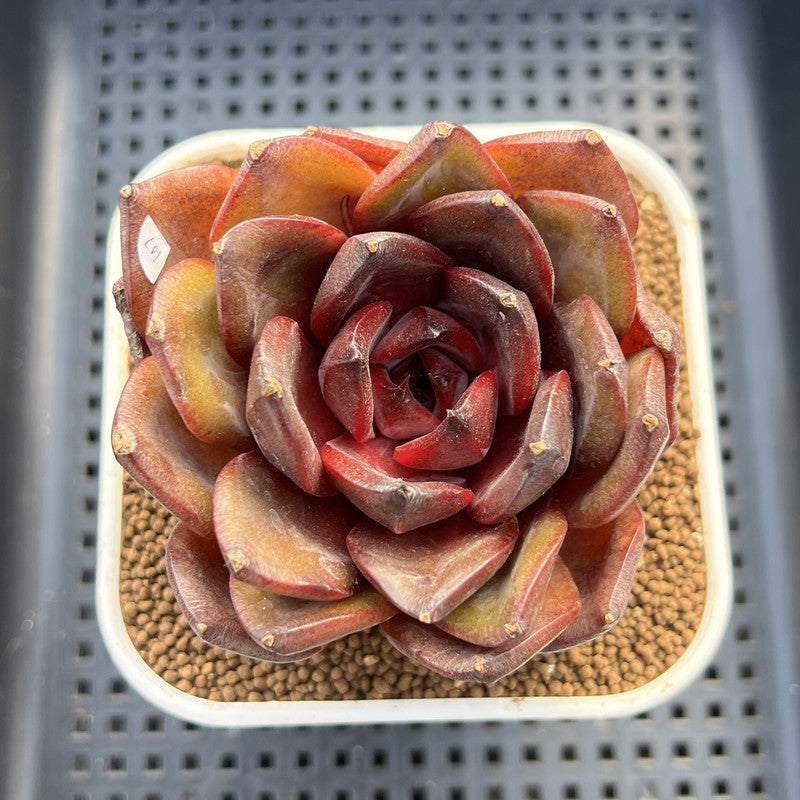 Echeveria 'Prince Starry Night' 3" Succulent Plant Cutting