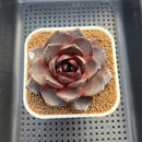 Echeveria 'Ink Abyss' 3" Succulent Plant Cutting